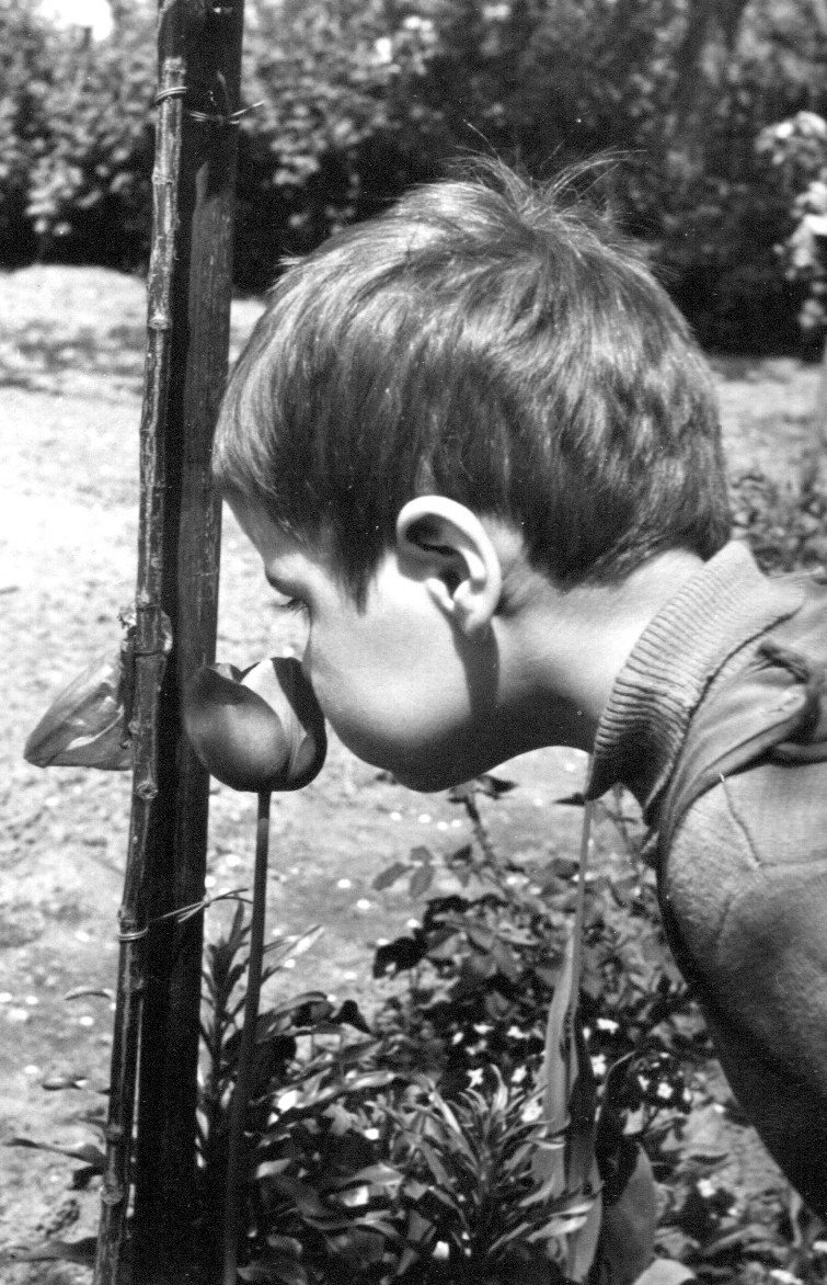 Ob die Tulpe auch riecht?